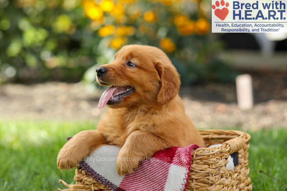Spencer Image of Spencer, a Golden Retriever puppy