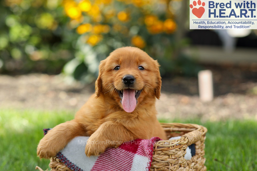 Spencer Image of Spencer, a Golden Retriever puppy
