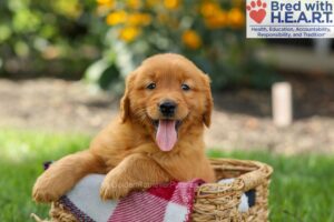 Image of Spencer, a Golden Retriever puppy