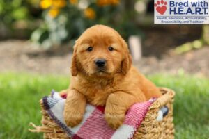 Image of Sterling, a Golden Retriever puppy