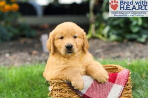 Image of Stewie, a Golden Retriever puppy