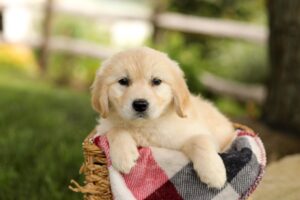 Image of Tina, a Golden Retriever puppy
