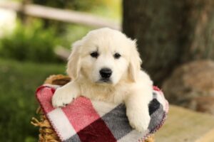 Image of Titus, a Golden Retriever puppy