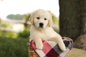 Image of Tyler, a Golden Retriever puppy
