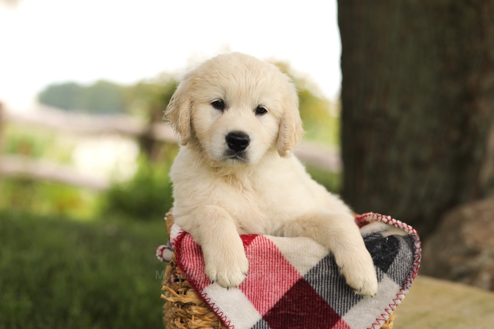Tyler Image of Tyler, a Golden Retriever puppy