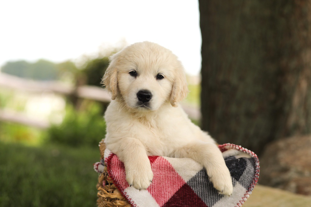 Tyler Image of Tyler, a Golden Retriever puppy