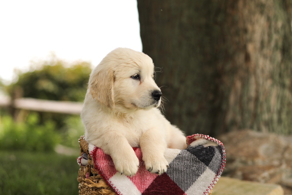 Tyler Image of Tyler, a Golden Retriever puppy