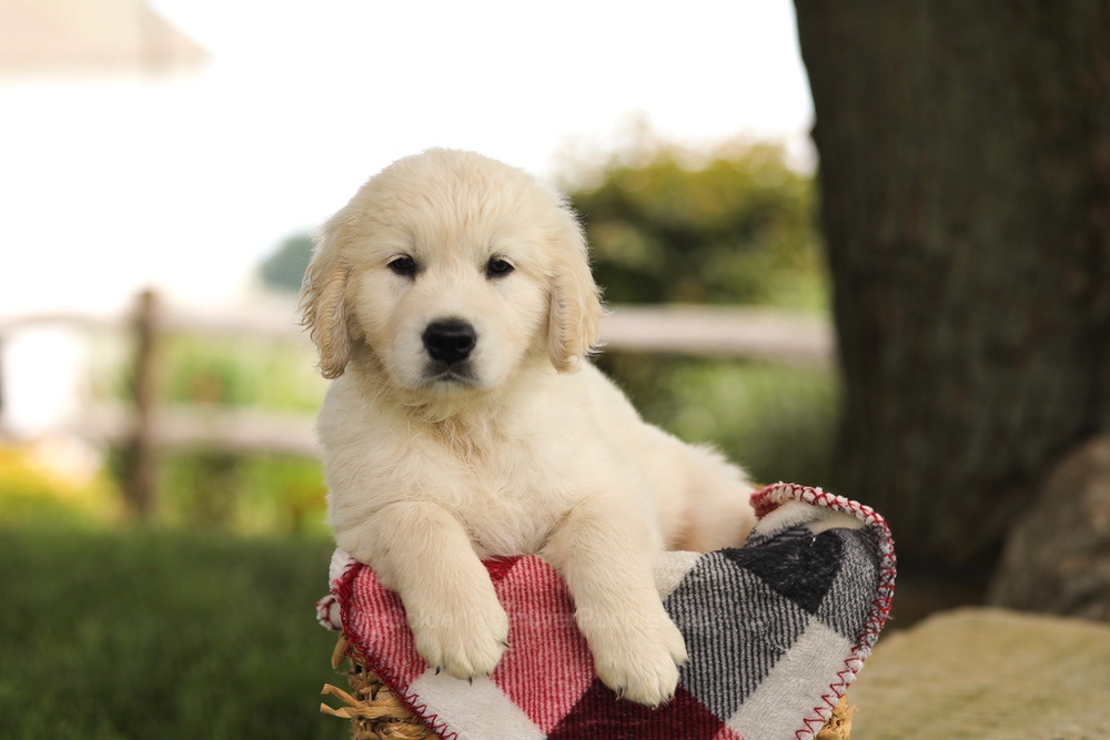 Tyler Image of Tyler, a Golden Retriever puppy