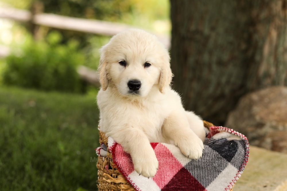 Tyler Image of Tyler, a Golden Retriever puppy