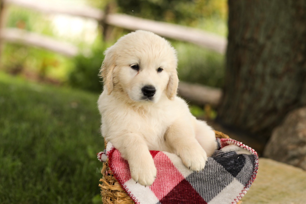 Tyler Image of Tyler, a Golden Retriever puppy