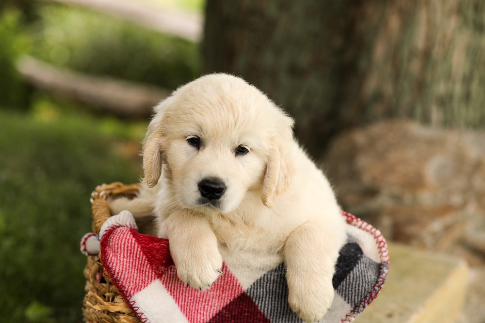 Tyler Image of Tyler, a Golden Retriever puppy