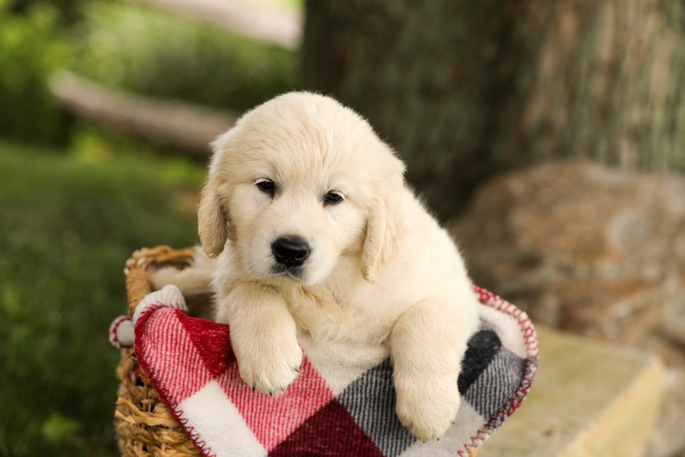 Tyler Image of Tyler, a Golden Retriever puppy