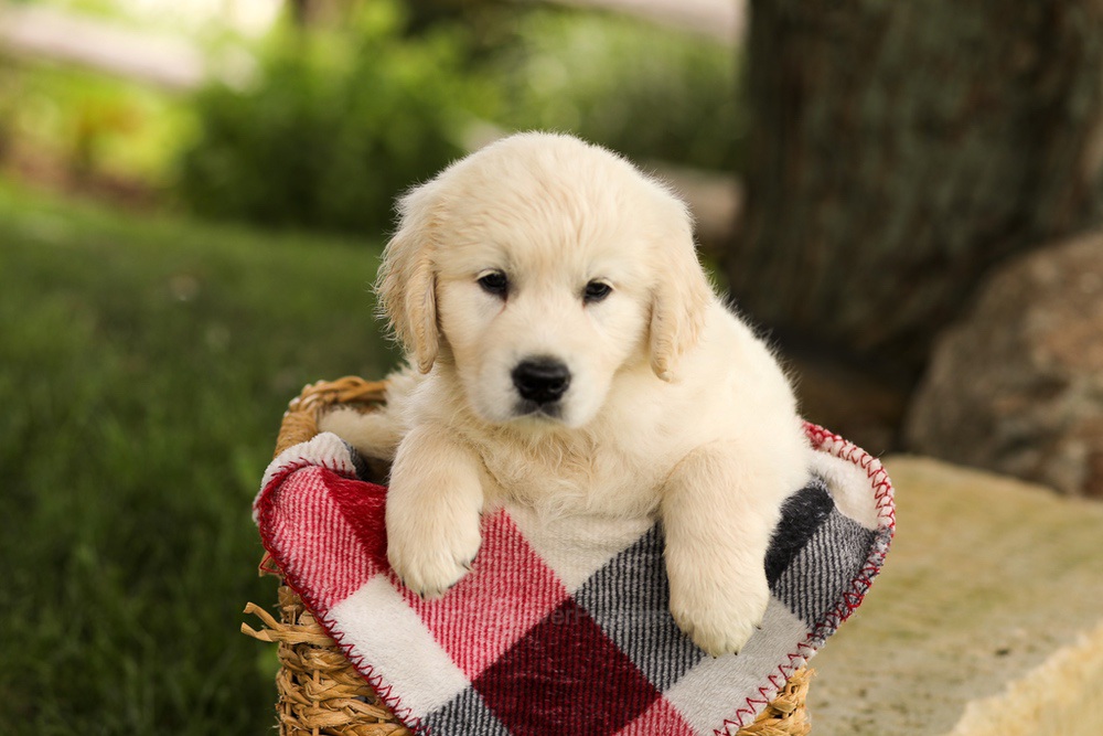 Tyler Image of Tyler, a Golden Retriever puppy