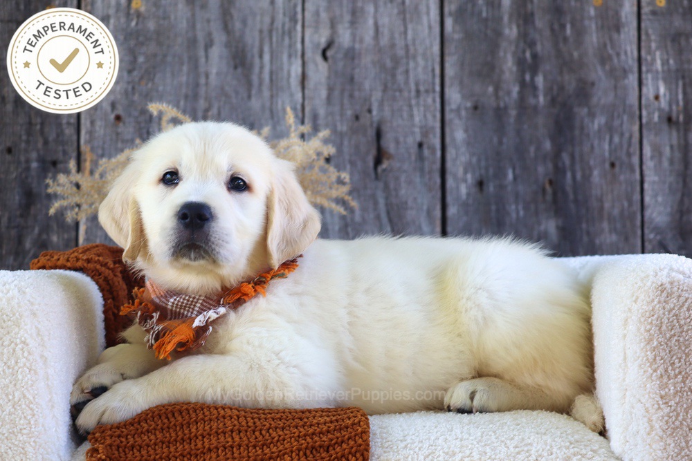 Waffles Image of Waffles, a Golden Retriever puppy