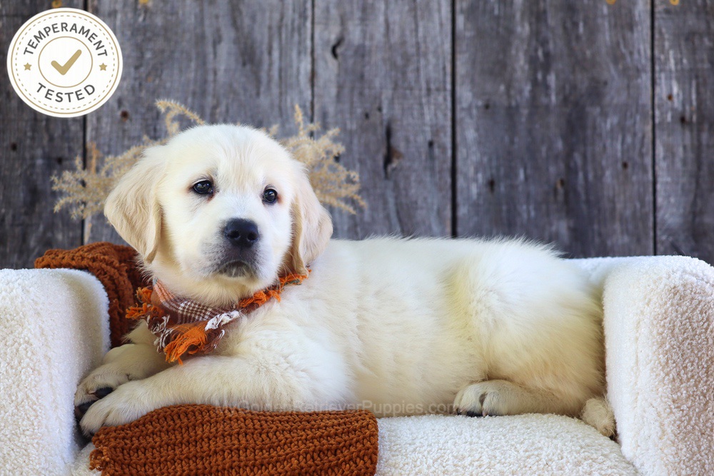 Waffles Image of Waffles, a Golden Retriever puppy