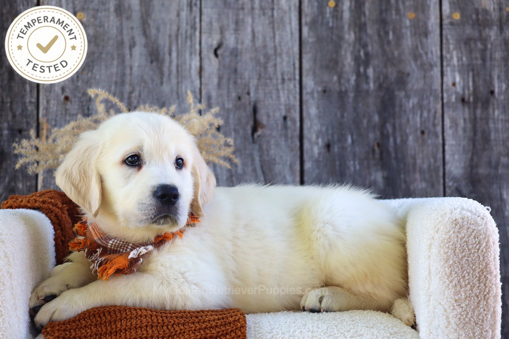 Waffles Image of Waffles, a Golden Retriever puppy