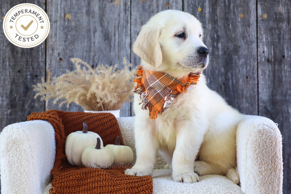Waffles Image of Waffles, a Golden Retriever puppy