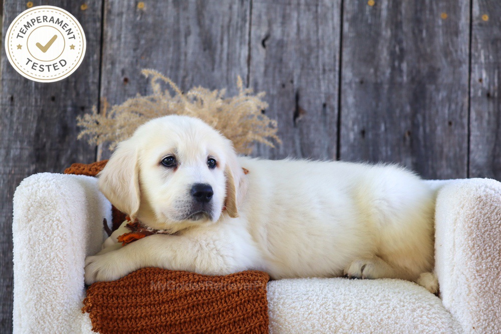 Waffles Image of Waffles, a Golden Retriever puppy