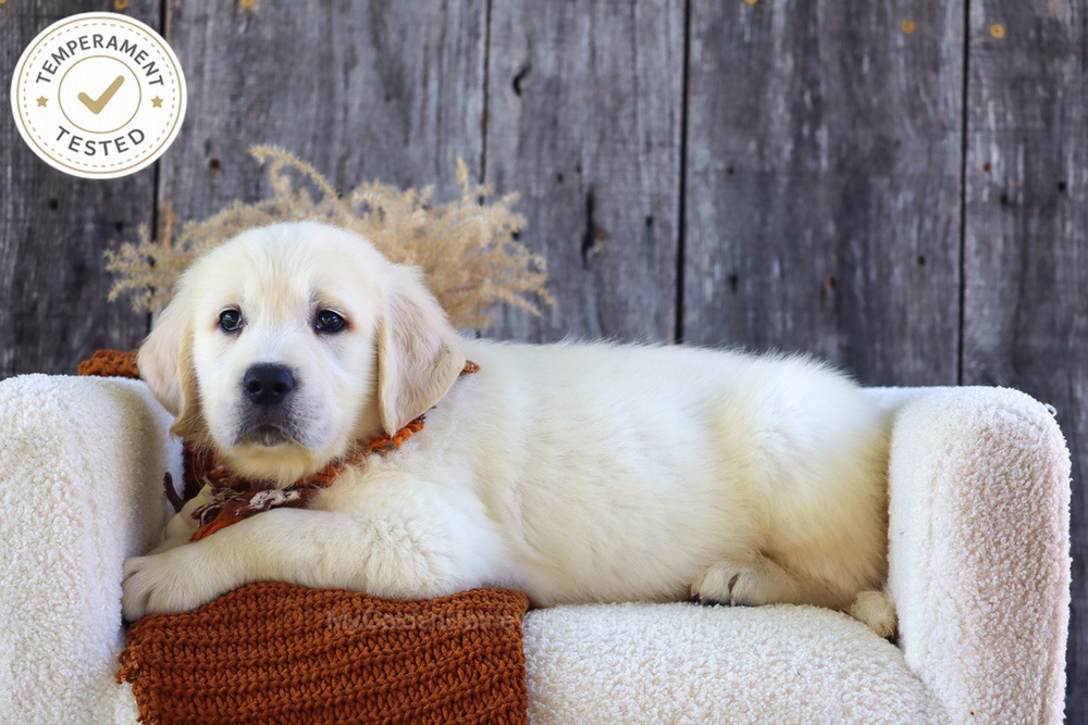 Waffles Image of Waffles, a Golden Retriever puppy