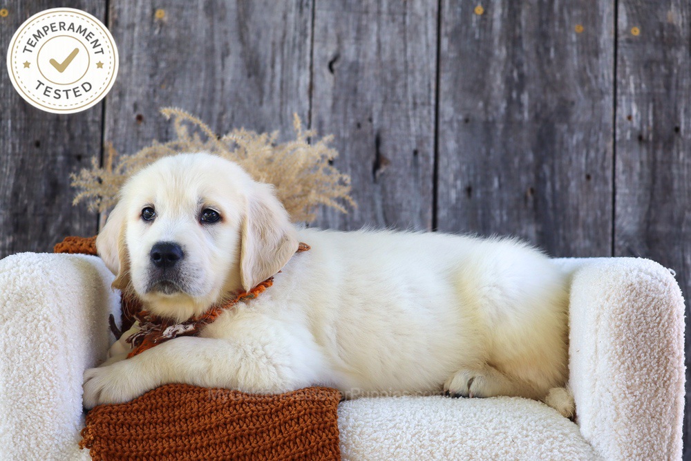 Waffles Image of Waffles, a Golden Retriever puppy