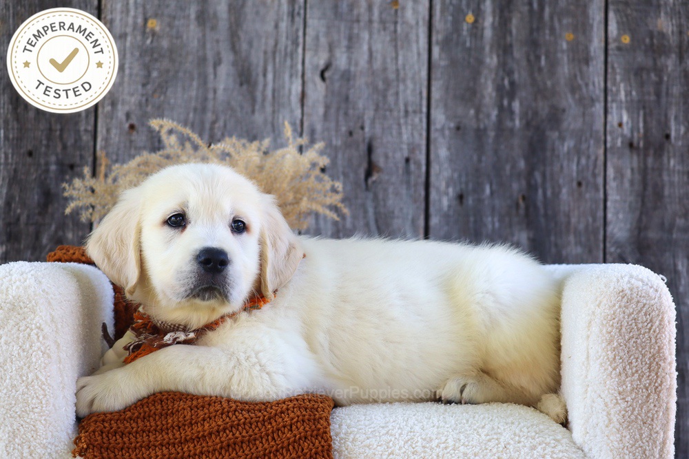 Waffles Image of Waffles, a Golden Retriever puppy