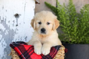 Image of Waverly, a Golden Retriever puppy