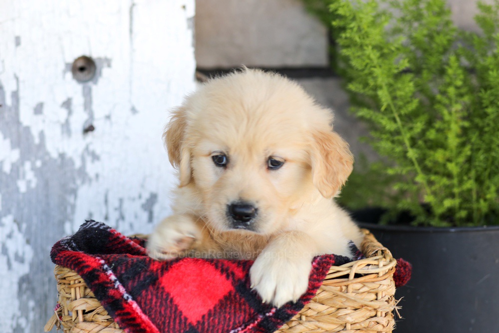 Waverly Image of Waverly, a Golden Retriever puppy
