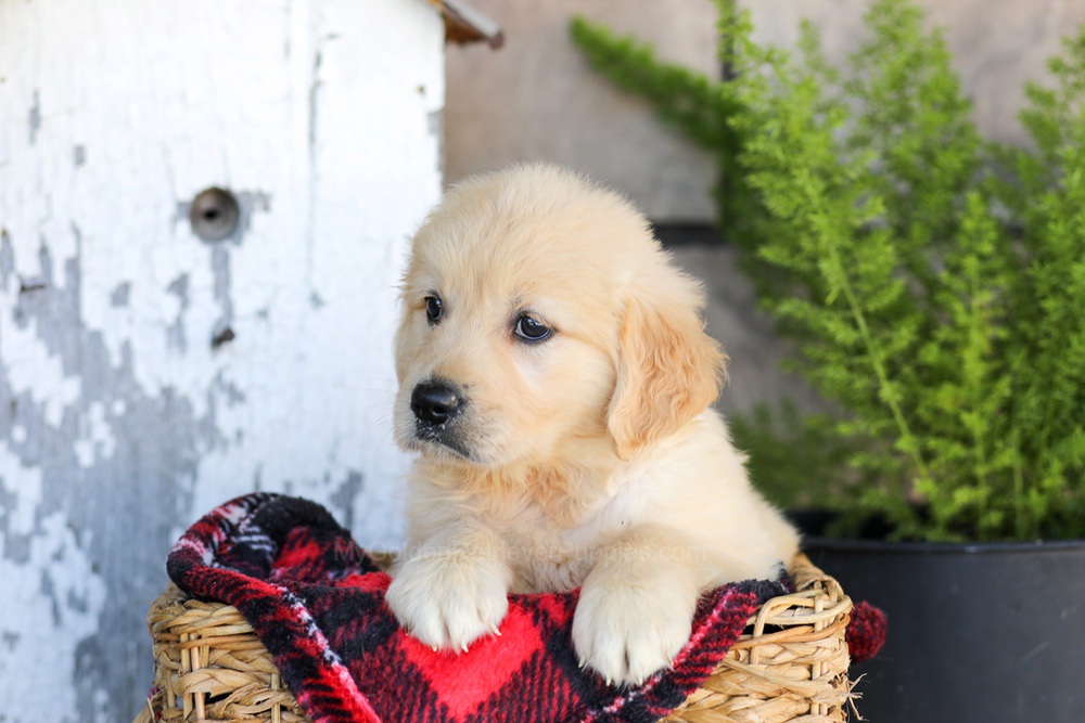 Waverly Image of Waverly, a Golden Retriever puppy