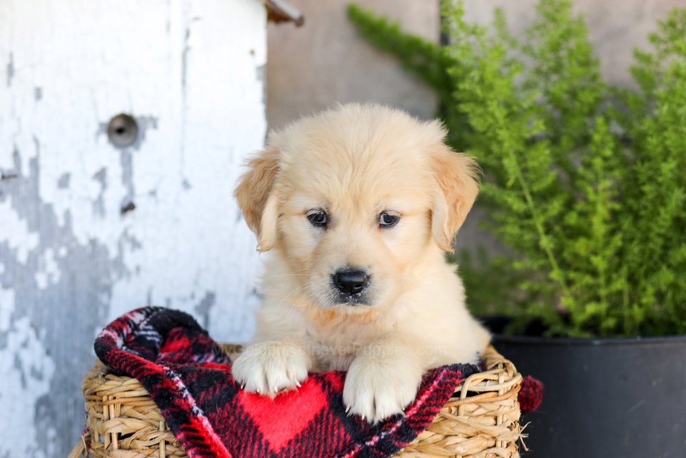 Waverly Image of Waverly, a Golden Retriever puppy