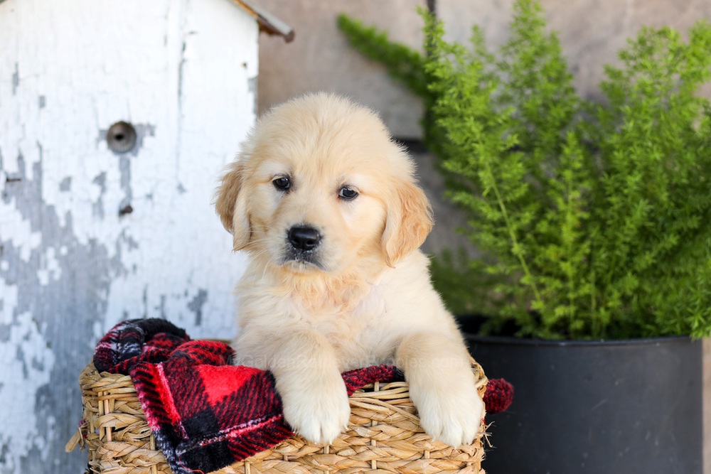 Waverly Image of Waverly, a Golden Retriever puppy