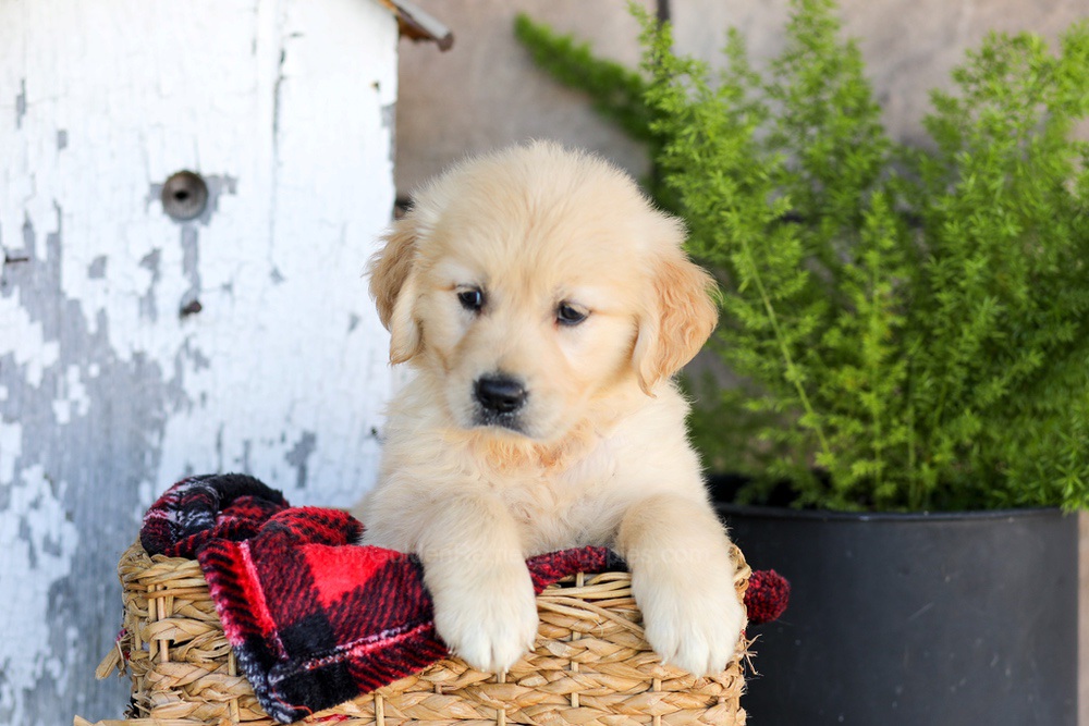 Waverly Image of Waverly, a Golden Retriever puppy
