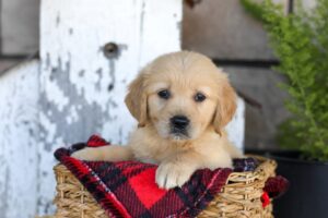 Image of Wendy, a Golden Retriever puppy