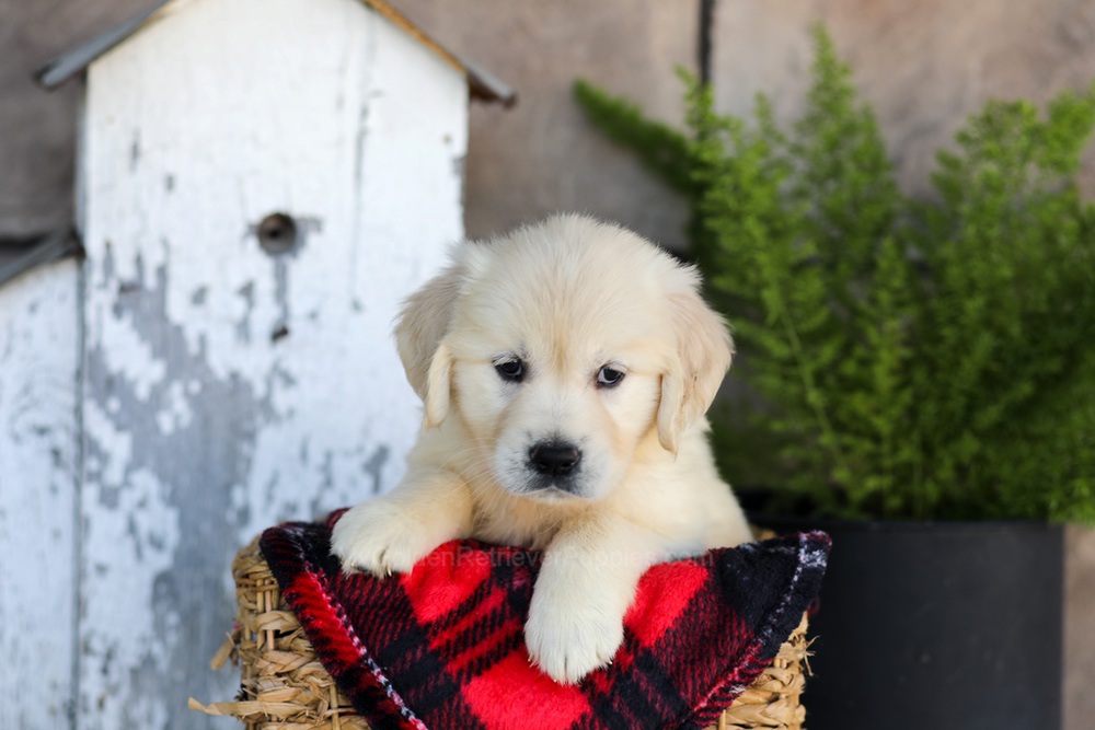 Whitney Image of Whitney, a Golden Retriever puppy