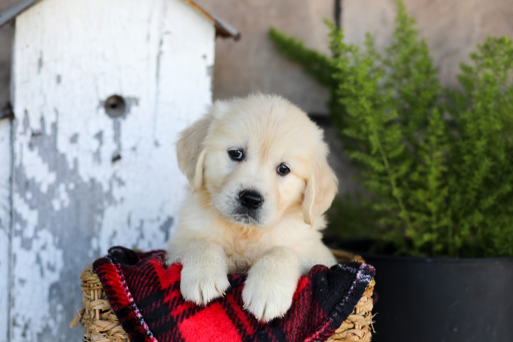 Whitney Image of Whitney, a Golden Retriever puppy