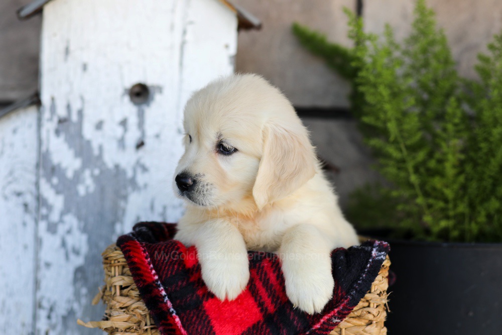 Whitney Image of Whitney, a Golden Retriever puppy
