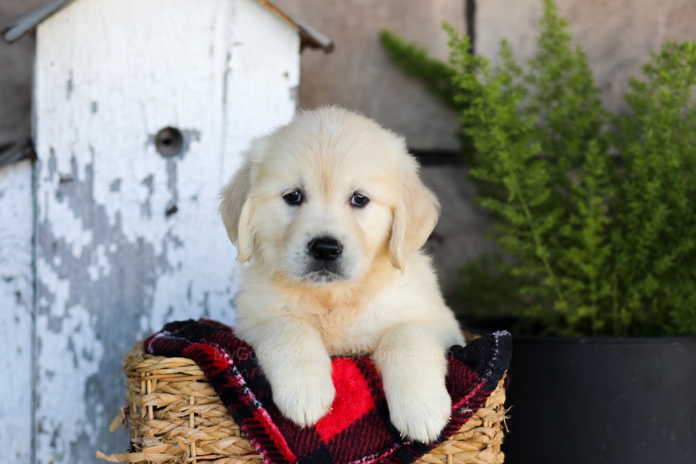 Whitney Image of Whitney, a Golden Retriever puppy