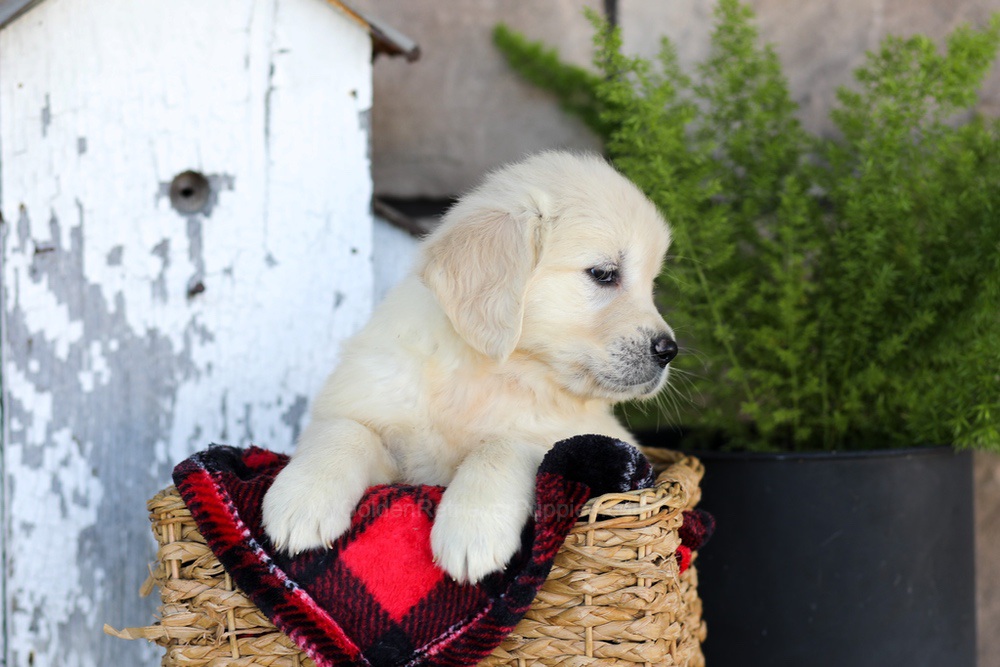 Whitney Image of Whitney, a Golden Retriever puppy