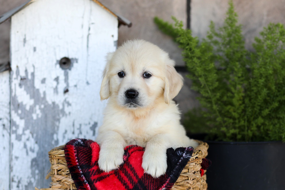 Whitney Image of Whitney, a Golden Retriever puppy