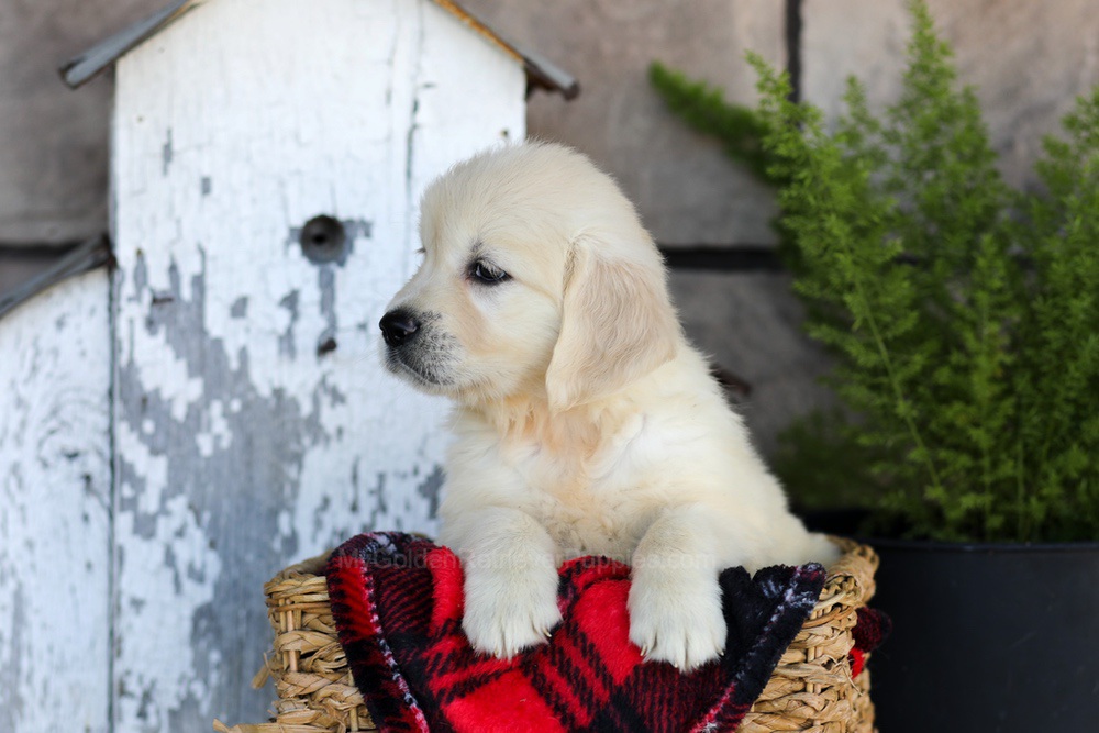 Whitney Image of Whitney, a Golden Retriever puppy