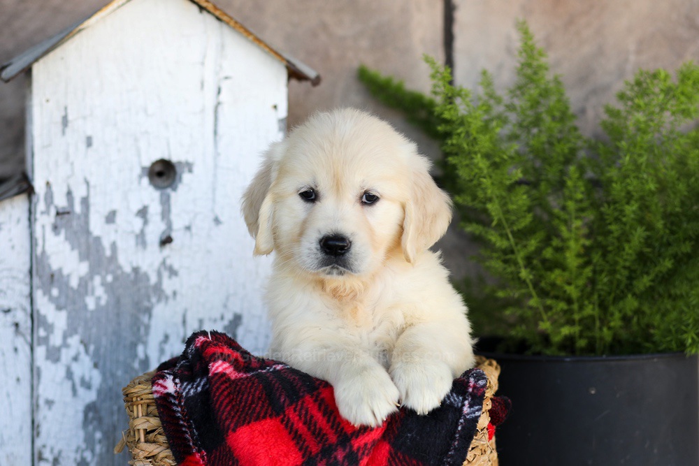 Whitney Image of Whitney, a Golden Retriever puppy