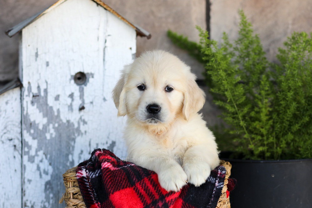 Whitney Image of Whitney, a Golden Retriever puppy