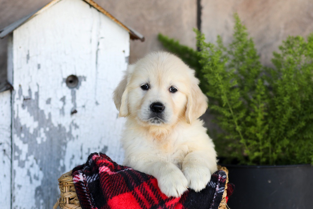 Whitney Image of Whitney, a Golden Retriever puppy