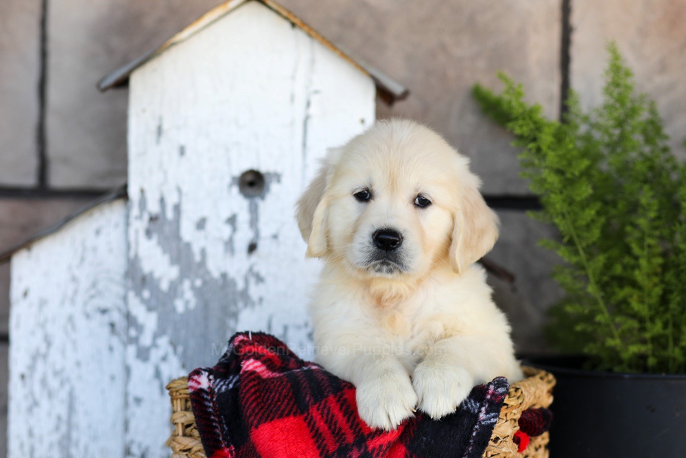 Whitney Image of Whitney, a Golden Retriever puppy
