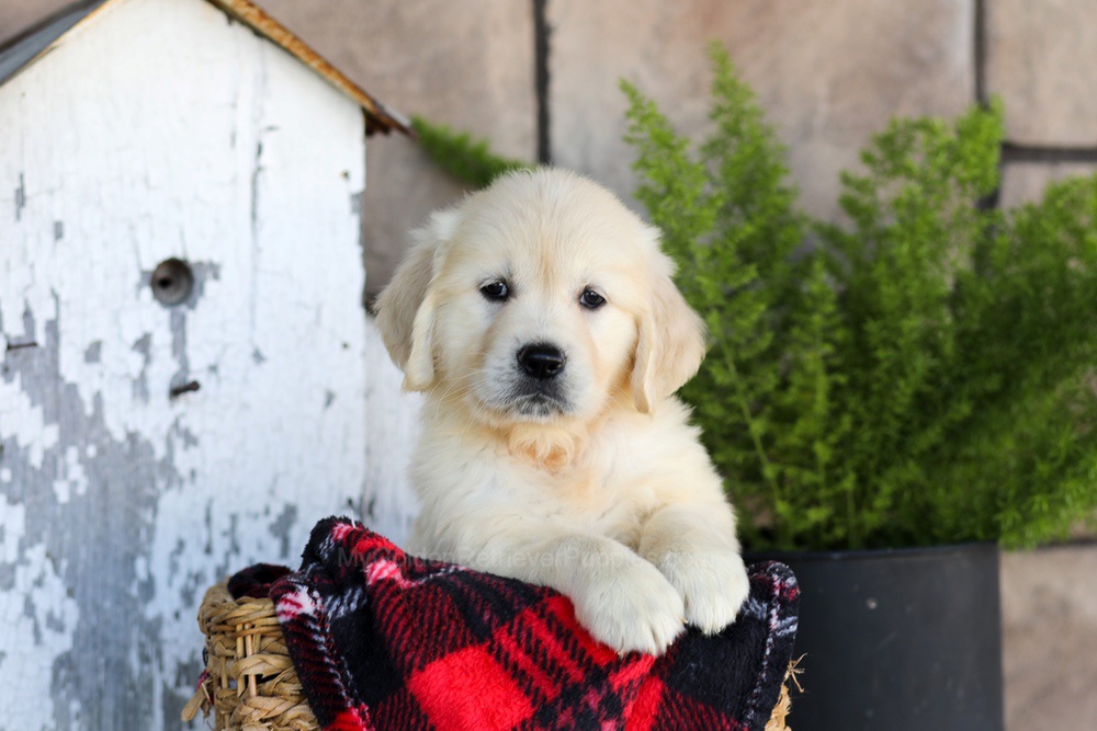 Whitney Image of Whitney, a Golden Retriever puppy