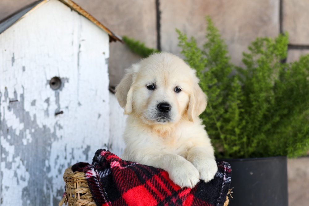 Whitney Image of Whitney, a Golden Retriever puppy