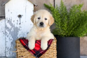 Image of Willow, a Golden Retriever puppy