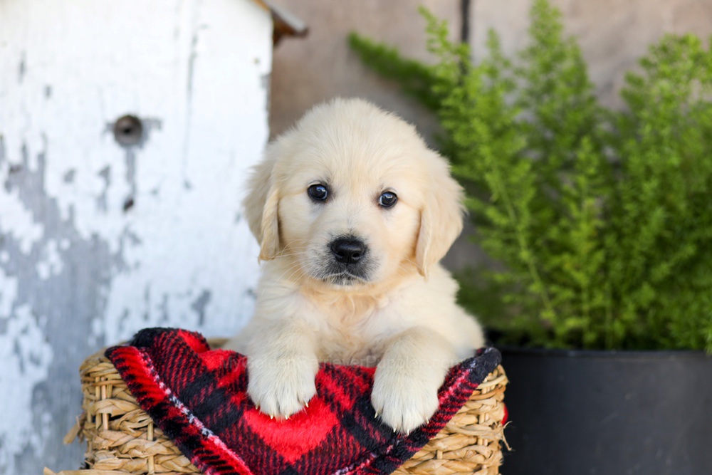 Winnie Image of Winnie, a Golden Retriever puppy