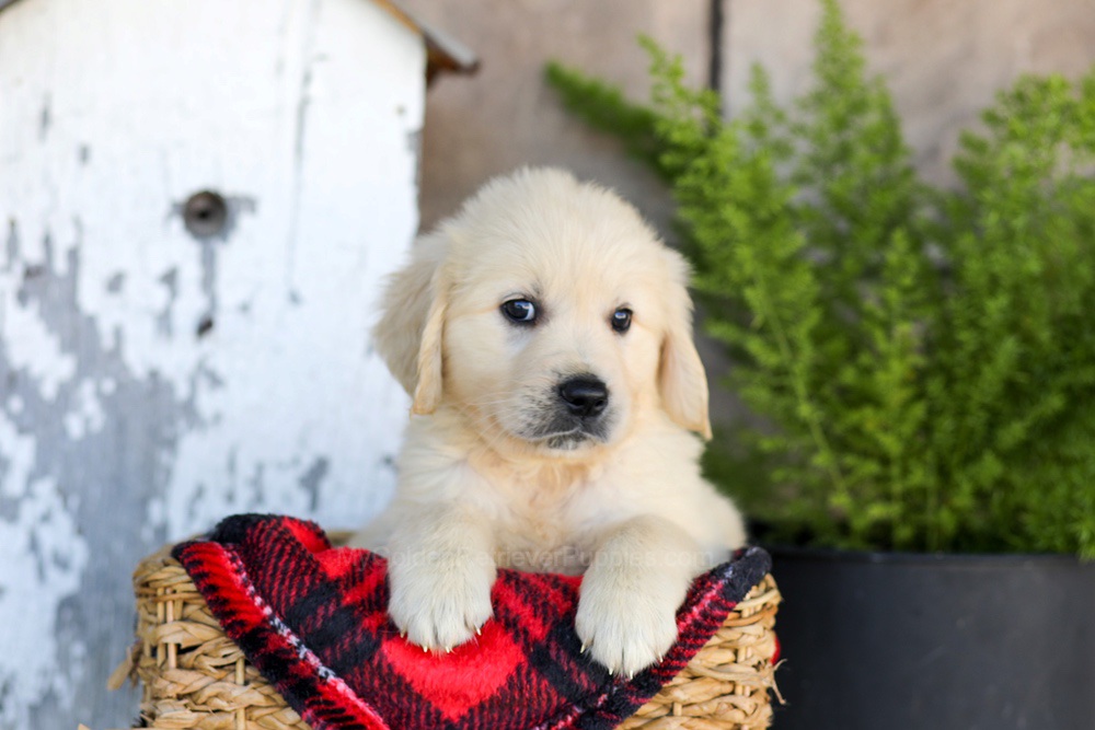 Winnie Image of Winnie, a Golden Retriever puppy