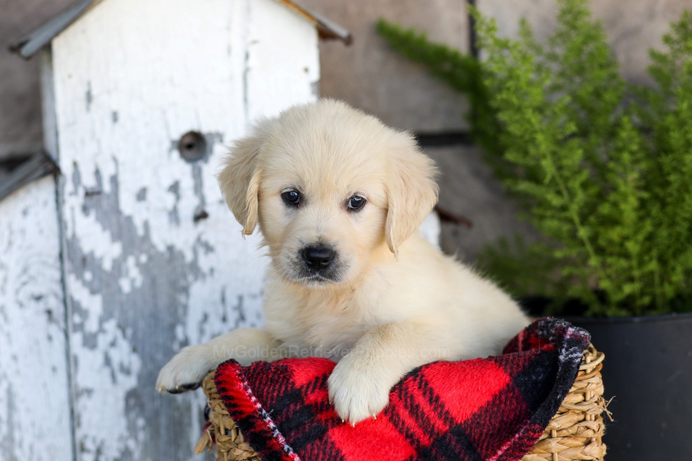 Winnie Image of Winnie, a Golden Retriever puppy