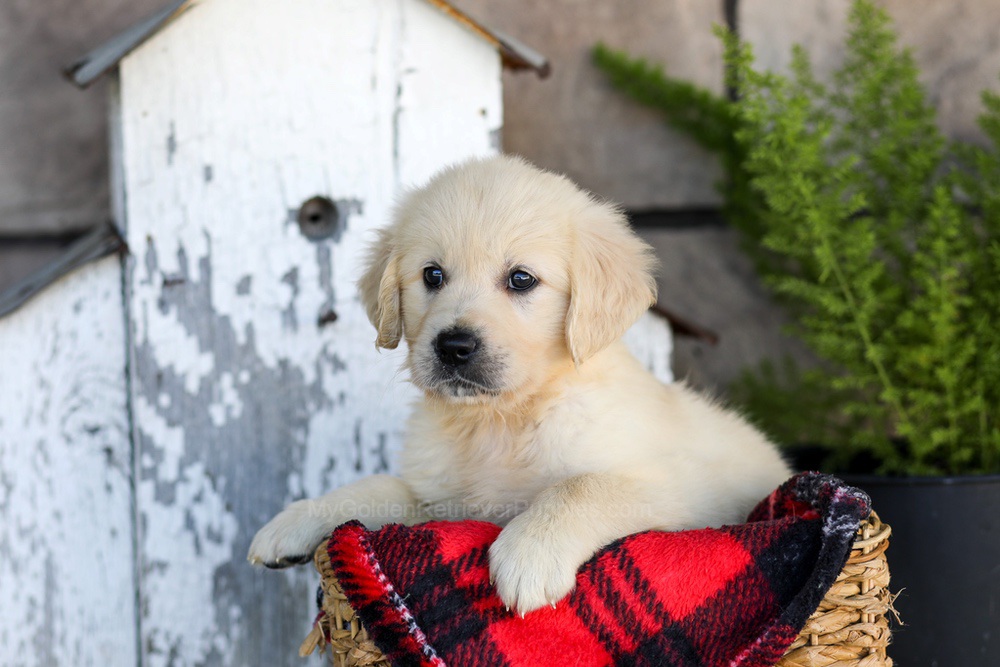 Winnie Image of Winnie, a Golden Retriever puppy